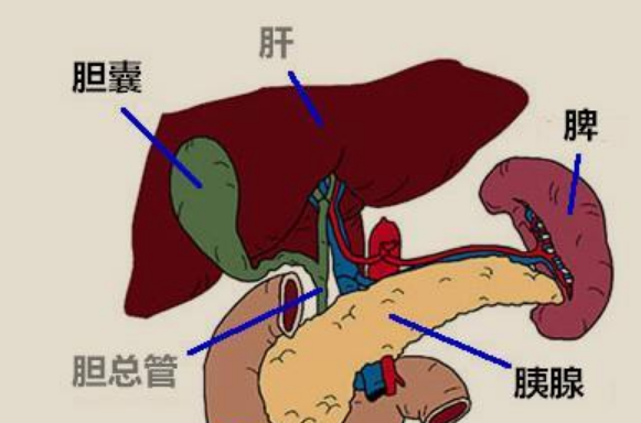 胆囊炎疼痛位置图是在哪里