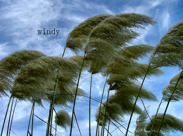 windy是什么意思