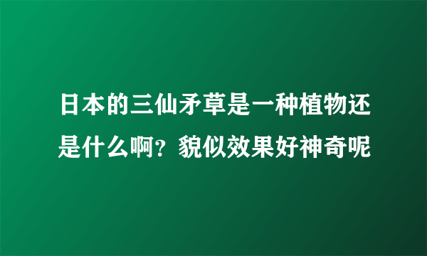 日本的三仙矛草是一种植物还是什么啊？貌似效果好神奇呢