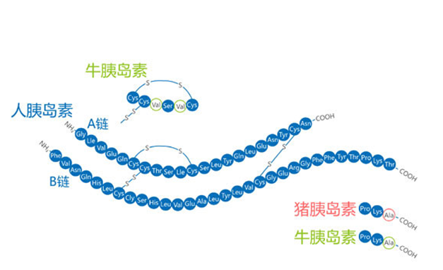 胰岛素是一种什么样的物质