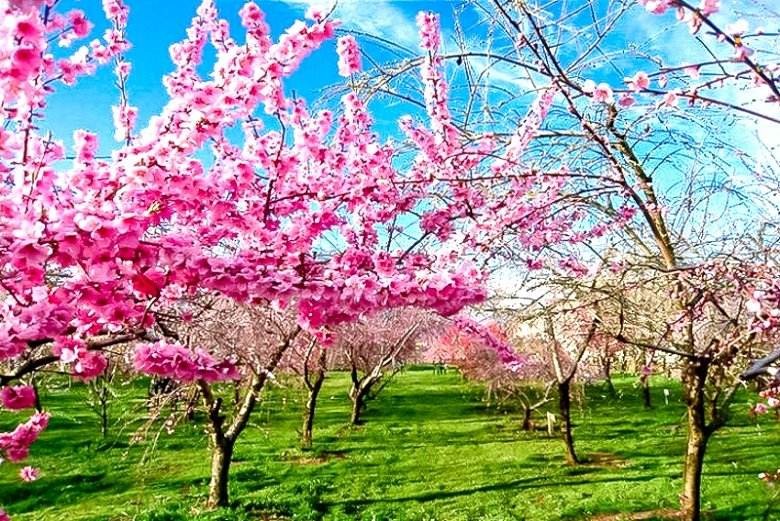 平谷桃花节是几月几日?