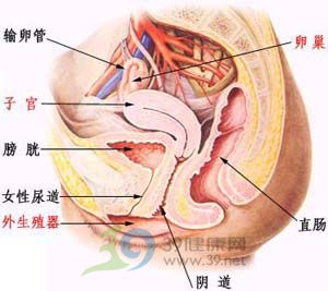 女性尿道解剖位置