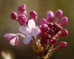 丁香花的花语是什么