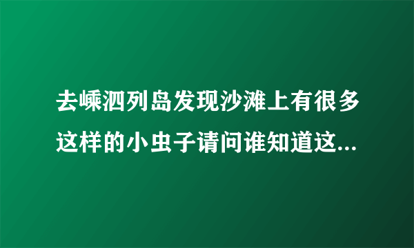 去嵊泗列岛发现沙滩上有很多这样的小虫子请问谁知道这些是什么虫子？