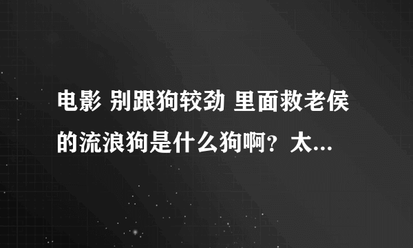 电影 别跟狗较劲 里面救老侯的流浪狗是什么狗啊？太可爱了，是什么品种，详细点.