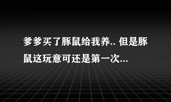 爹爹买了豚鼠给我养.. 但是豚鼠这玩意可还是第一次碰..求豚鼠高人指点.教教如何家养豚鼠.谢谢！~