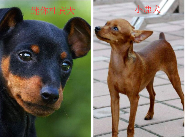 小鹿犬与迷你杜宾的区别