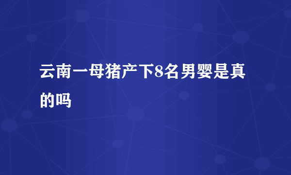 云南一母猪产下8名男婴是真的吗