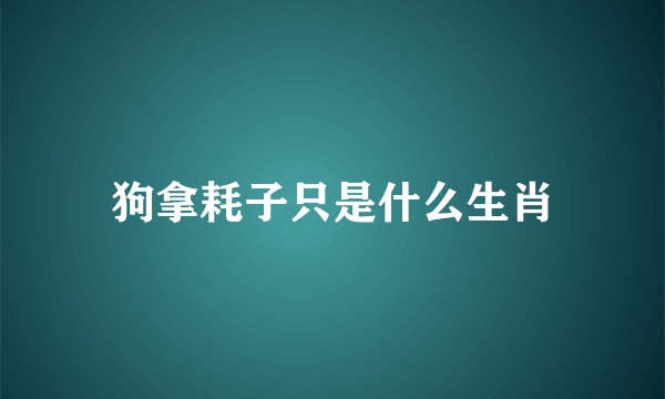 狗拿耗子只是什么生肖