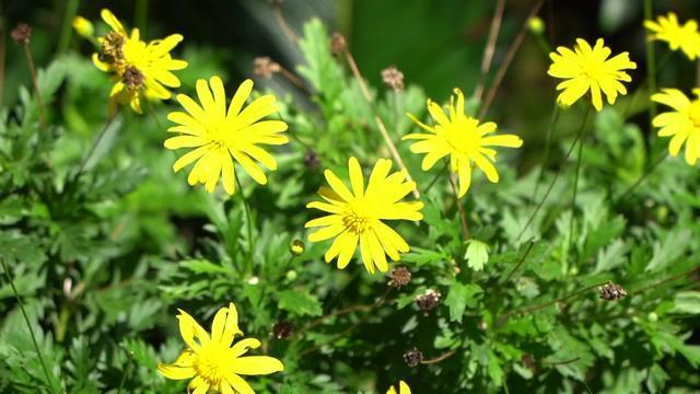 重阳节赏菊因何而来，从何时而起？