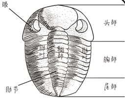 三叶虫长什么样子