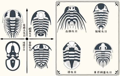 三叶虫长什么样子