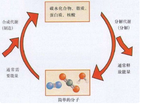 生物学中 什么是同化作用 什么是异化作用？