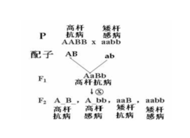 杂交育种、诱变育种的原理、方法和优缺点