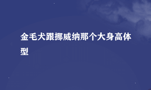 金毛犬跟挪威纳那个大身高体型