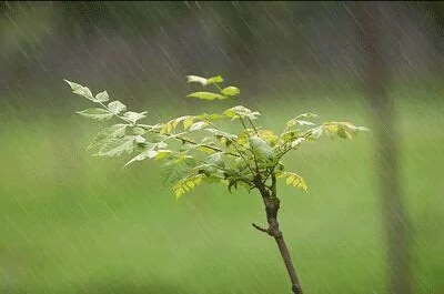 细雨绵绵的意思