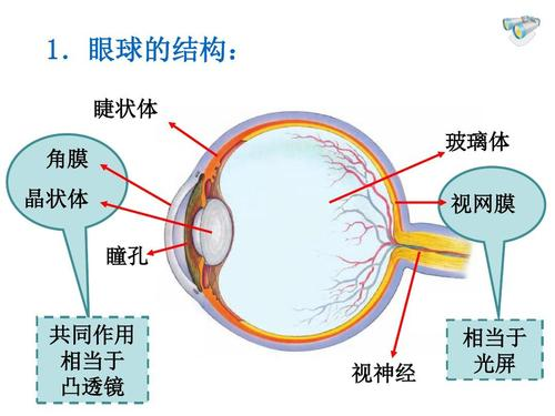 我们的眼睛，是怎样分辨出各种颜色的？