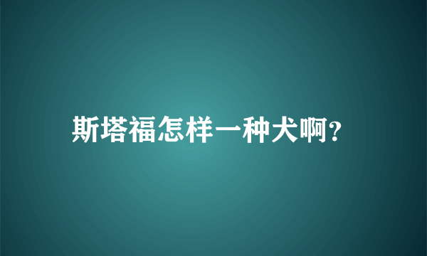 斯塔福怎样一种犬啊？