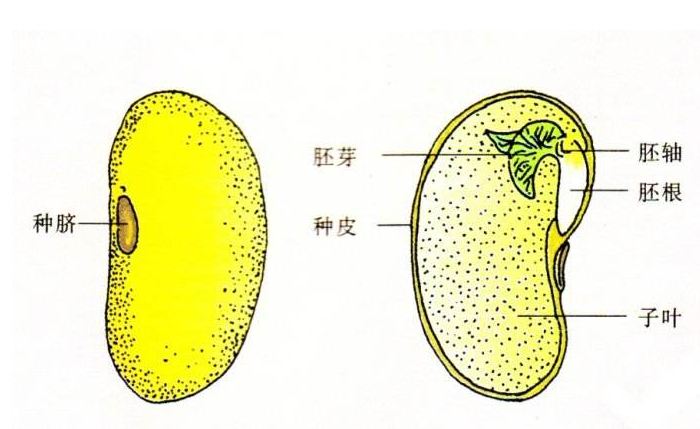 种子的结构