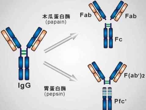 fab抗体片段名词解释是什么?