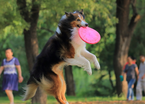 怎样训犬