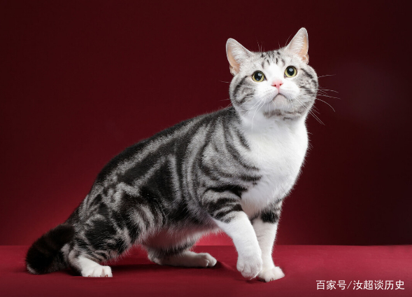 猫界“最粘人”的7种猫是哪几种?