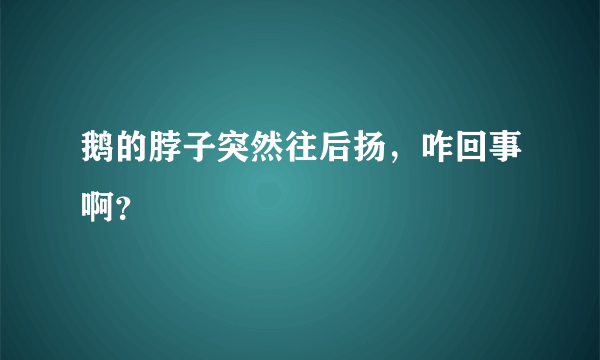 鹅的脖子突然往后扬，咋回事啊？