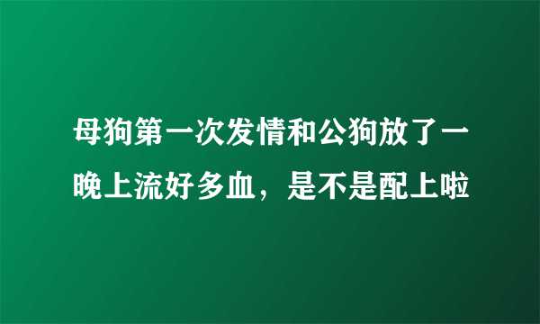 母狗第一次发情和公狗放了一晚上流好多血，是不是配上啦