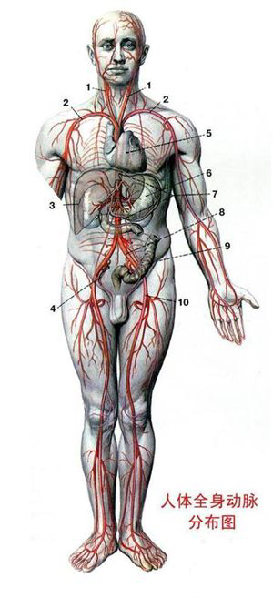 动脉在哪儿?具体点。