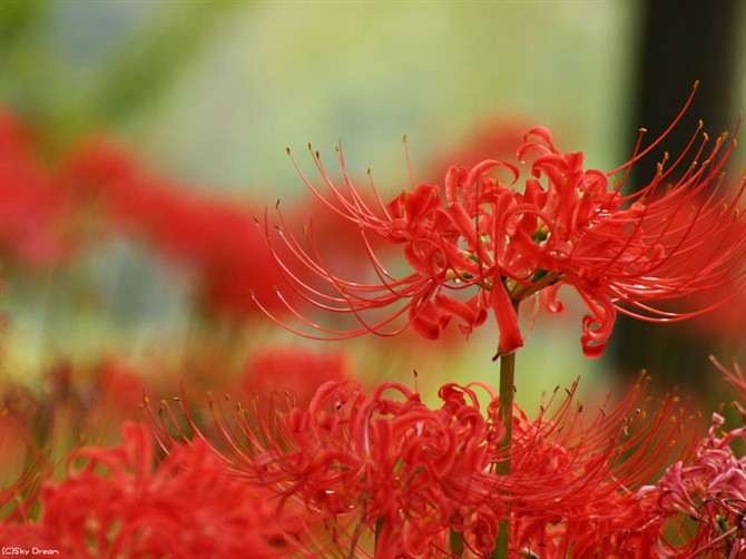 彼岸花、花开一千年、花落一千年、花叶生生相错、世世永不相见、彼岸花开开彼岸、奈何桥前