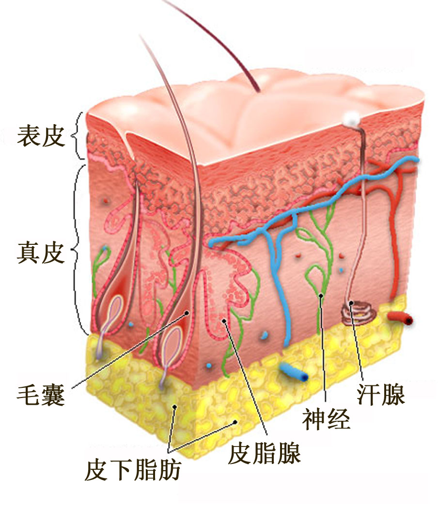 皮肤的组成结构图是什么？