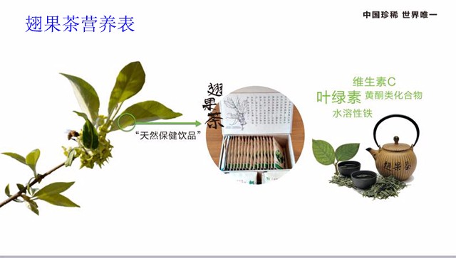 翅果茶是什么？管什么的？