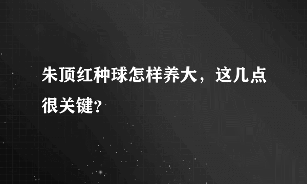 朱顶红种球怎样养大，这几点很关键？