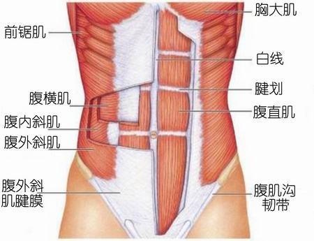 13岁练腹肌会不会长不高？