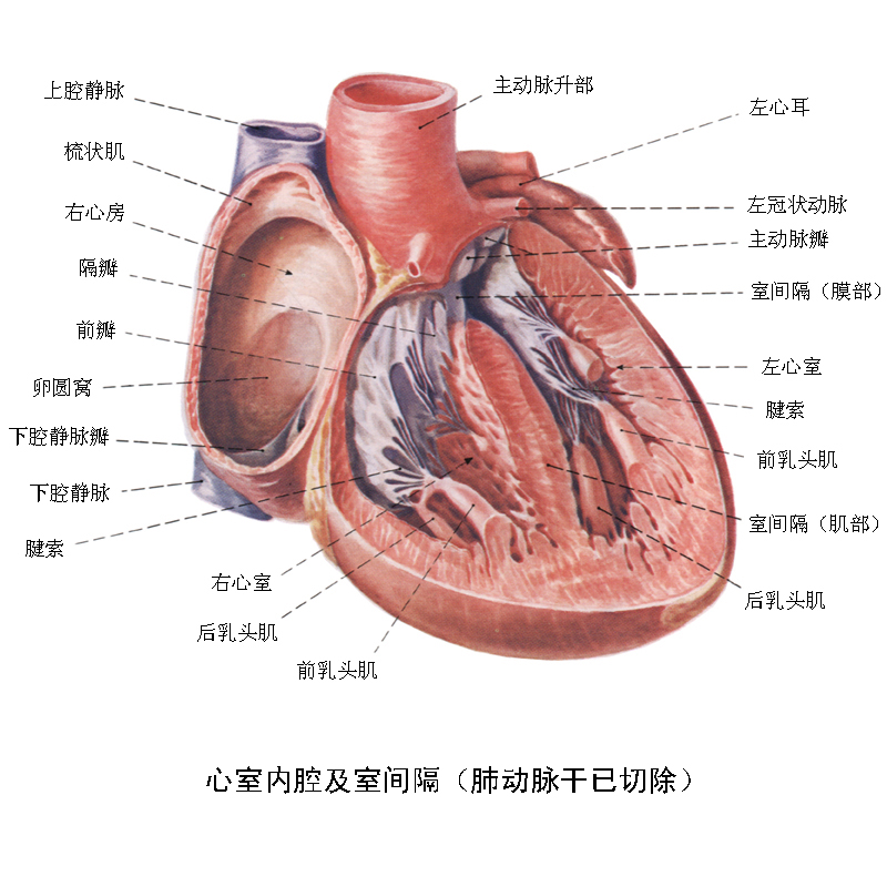 人体心脏结构剖面图