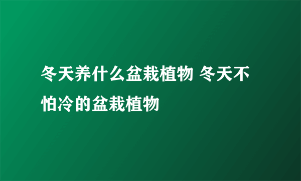 冬天养什么盆栽植物 冬天不怕冷的盆栽植物