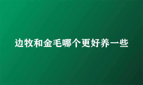 边牧和金毛哪个更好养一些